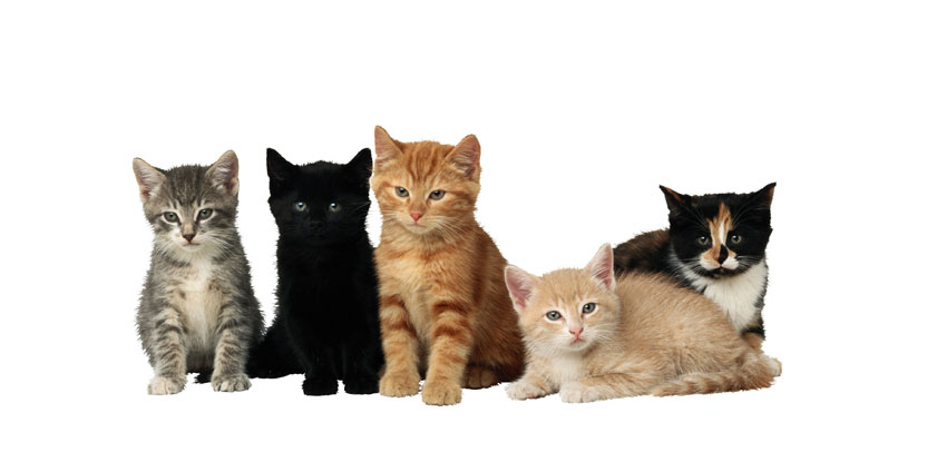 Kitties